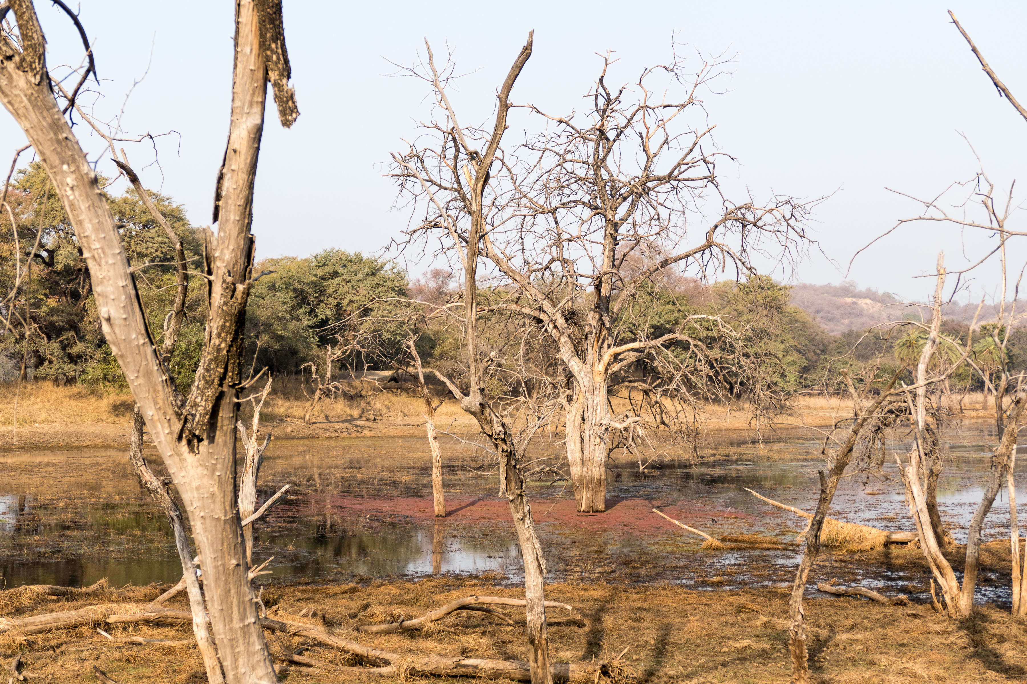 7 Ranthambore 58